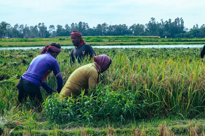 ডিপ্লোমা ইন অ্যাগ্রিকালচারে ভর্তি - ধান কাটছেন কৃষকেরা