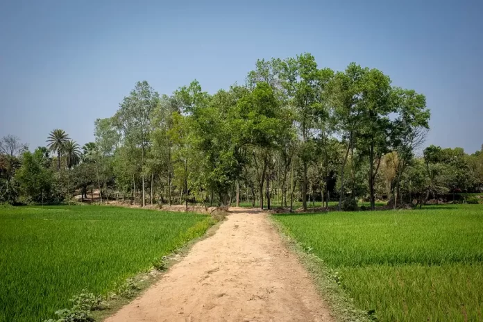 কার্তিক পরামানিক - গ্রামীণ সড়কের পাশে গাছ (প্রতীকী)
