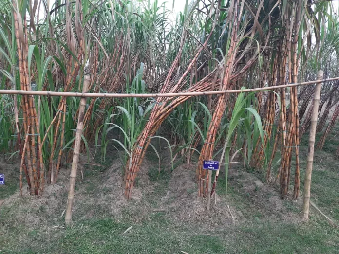 আখখেত (প্রতীকী ছবি)