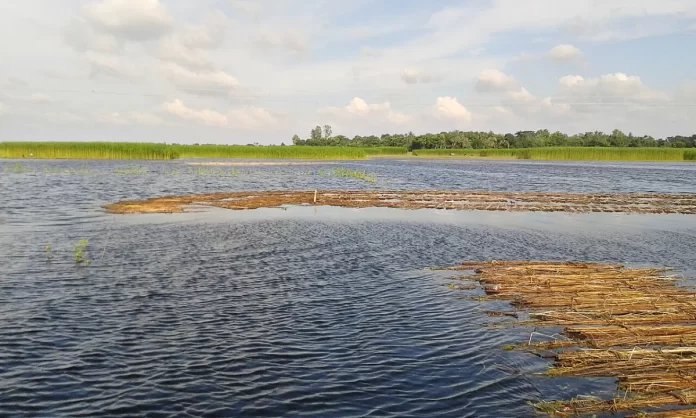 নাটোরের হালতি বিল (প্রতীকী ছবি)