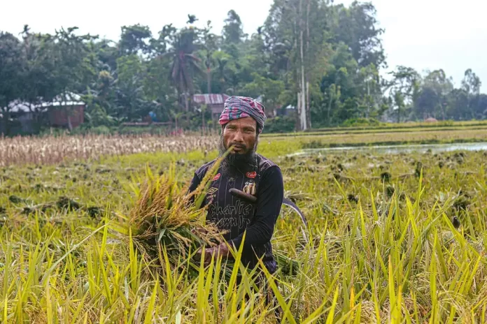 সারের ডিলার নিয়োগে অনিয়ম - ধানখেতে কৃষক